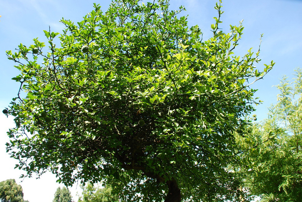 Orto Botanico_197.JPG - PONCIRUS TRIFOLIATA